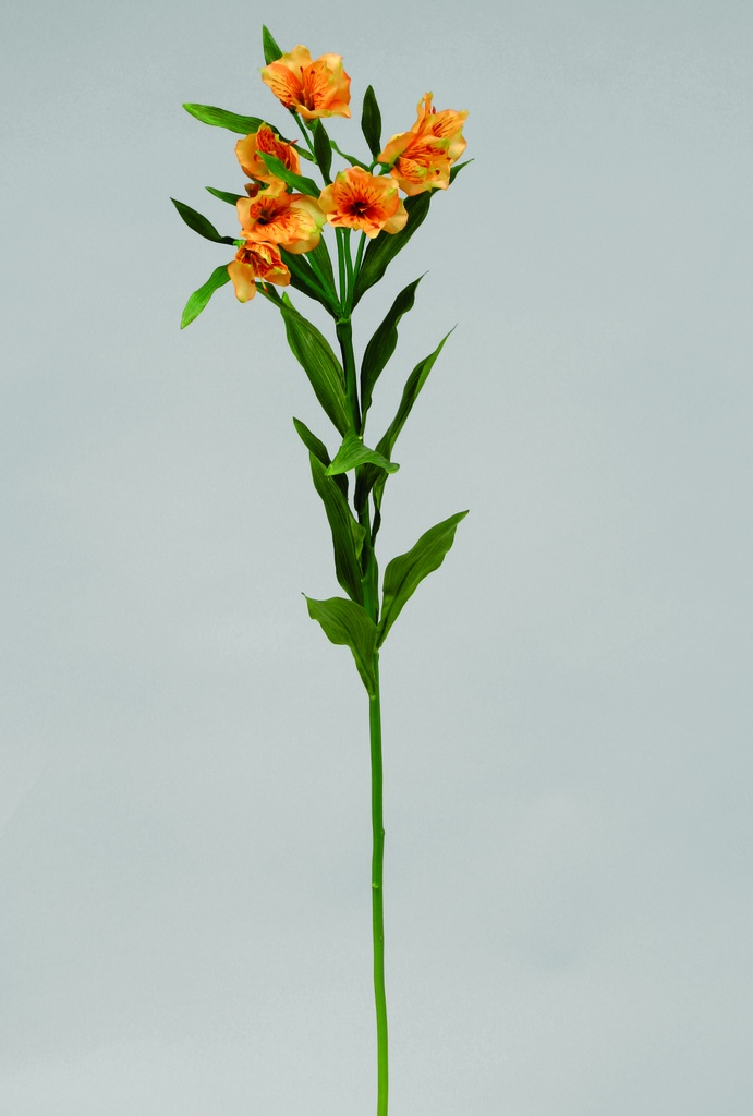 alstromeria