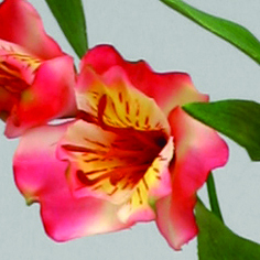 alstromeria