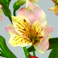 alstromeria