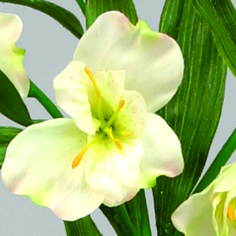 alstromeria