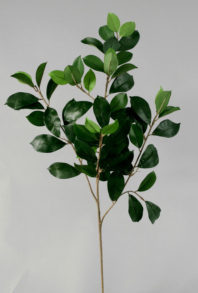 Ficus retusa 