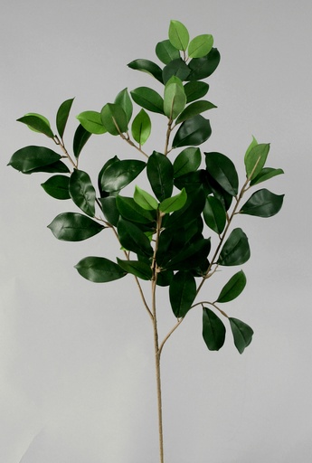 Ficus retusa 