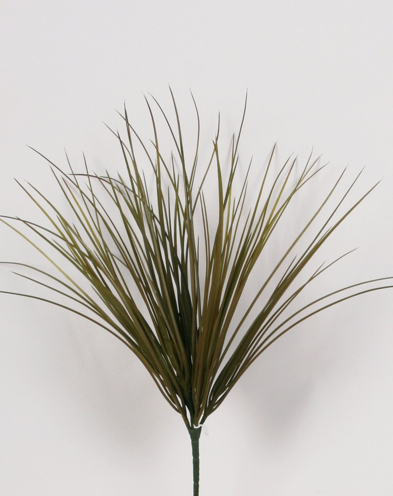 Grass  