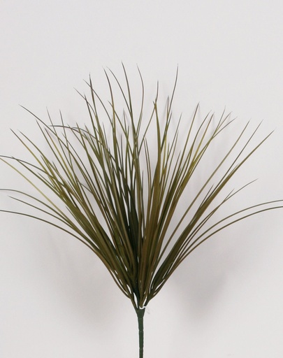 Grass  