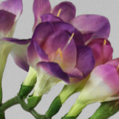 [9340-1] freezia (Alternative 5)