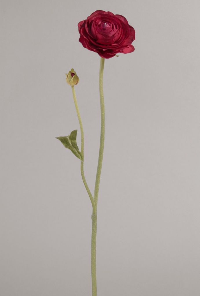 Ranunculus 