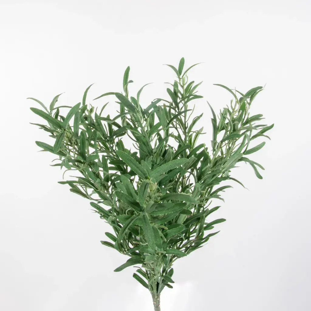 Rosemary bush