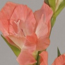 [9275] gladiolus (Alternative 1)