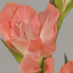 gladiolus