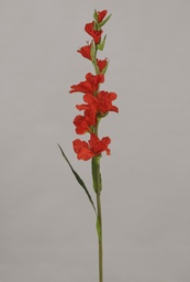 [9276] gladiolus (Alternative 2)