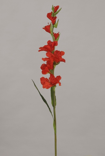 gladiolus