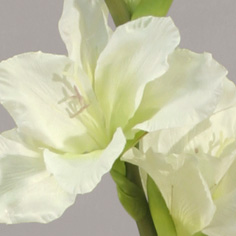 gladiolus