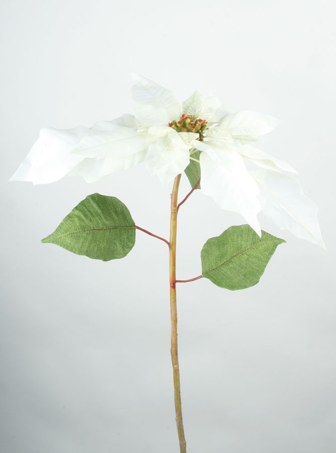 poinsettia 
