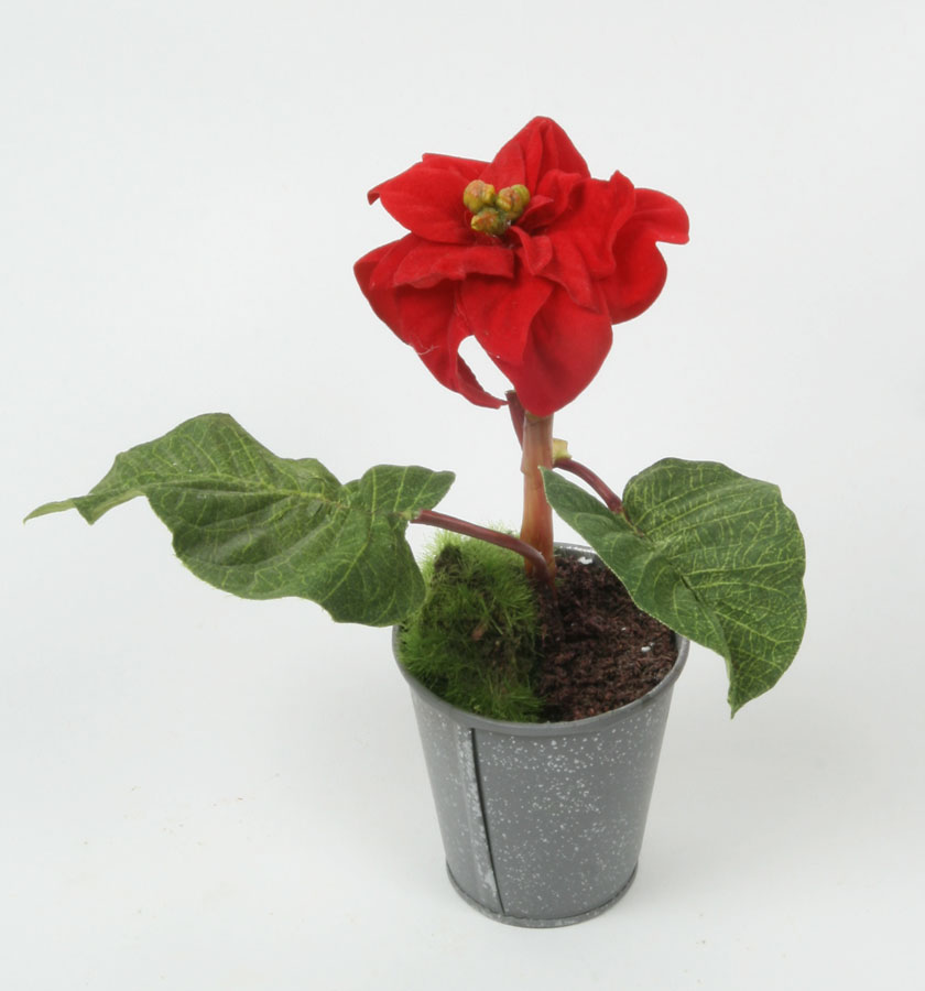 poinsettia 