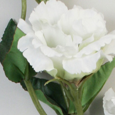 lisianthus