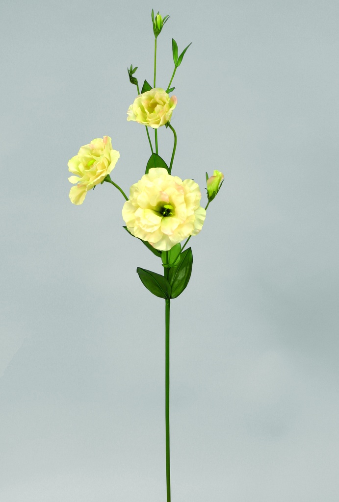 lisianthus
