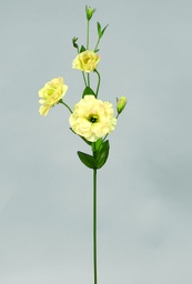 [9787] lisianthus (Alternative 1)