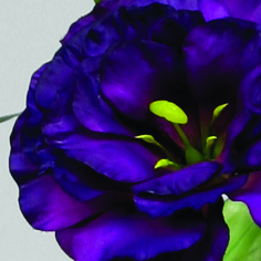 lisianthus