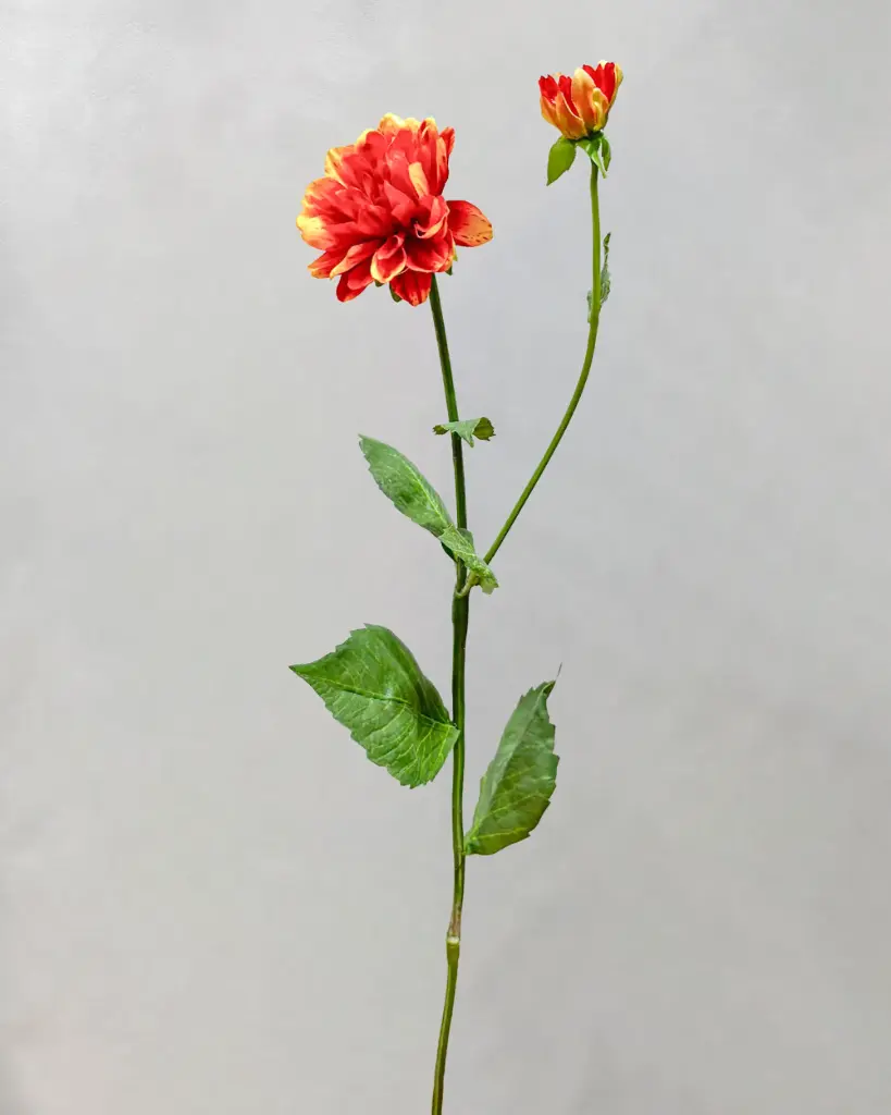Dahlia