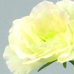 lisianthus