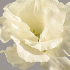 lisianthus