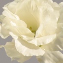 [9336] lisianthus (Alternative 1)