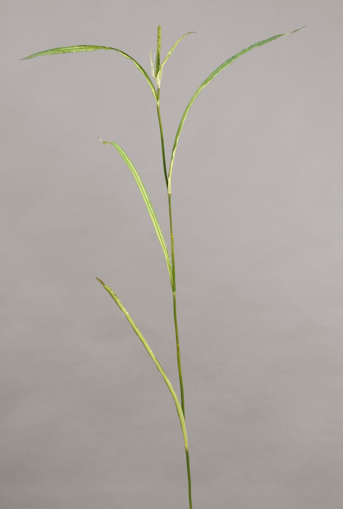 Miscanthus grass 