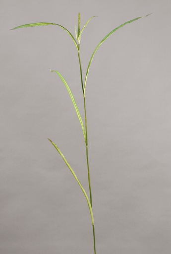 Miscanthus grass 
