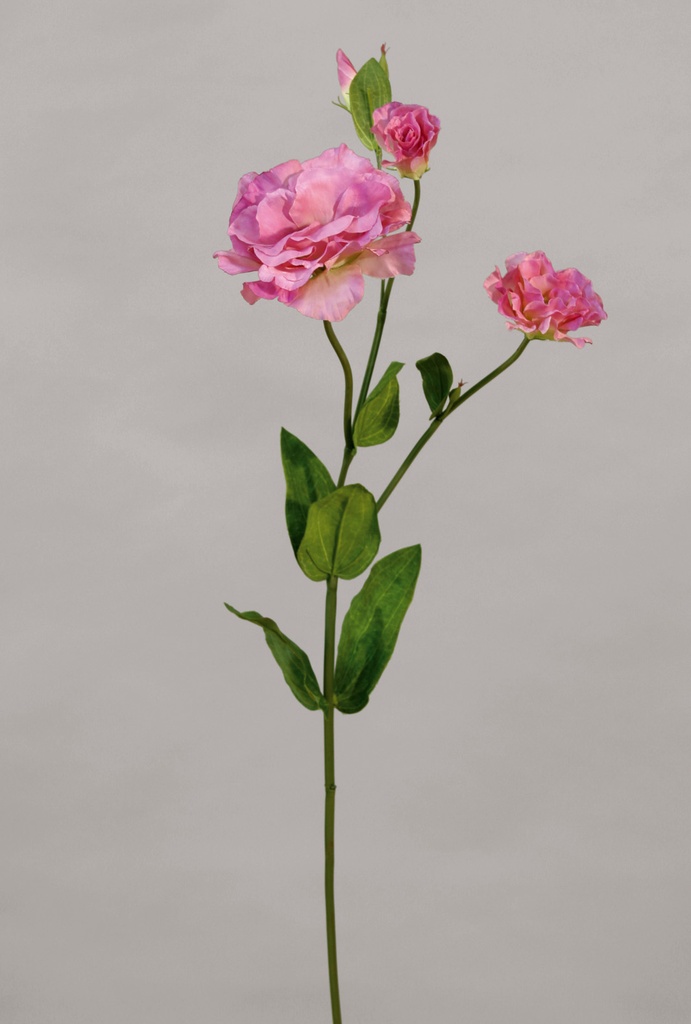 lisianthus