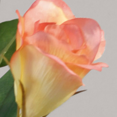 lisianthus