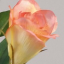 [9117-2] lisianthus (Alternative 1)