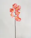 Phalaenopsis