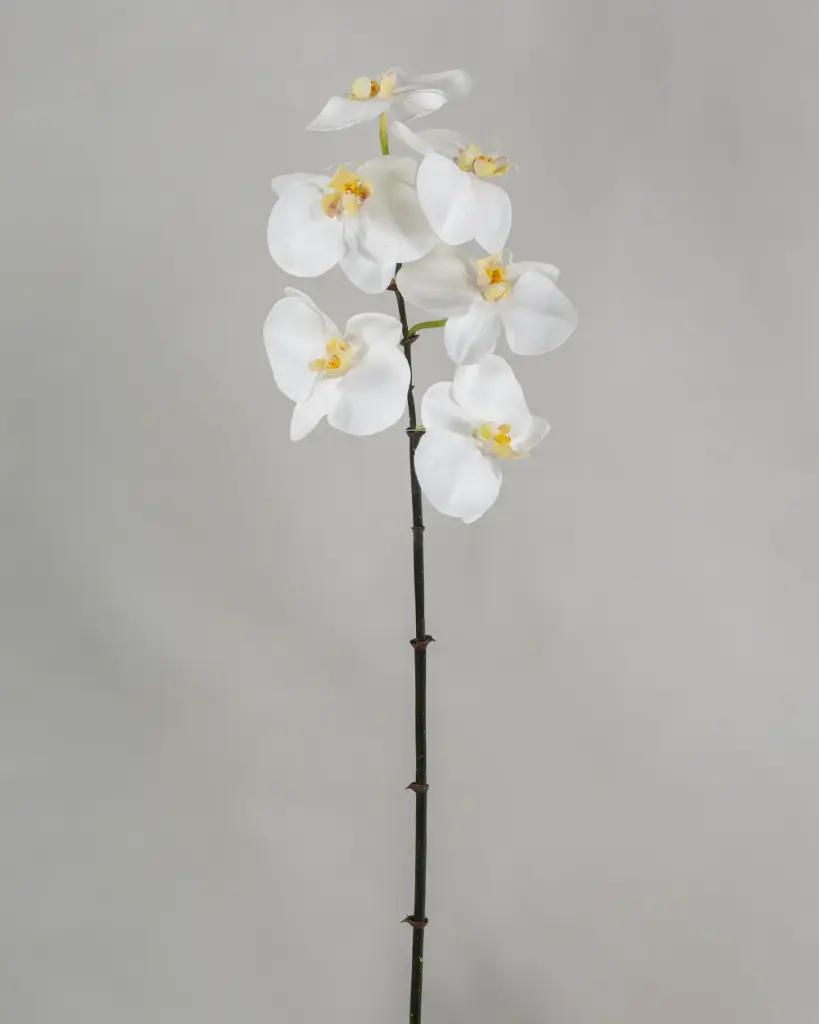 Phalaenopsis