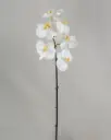 Phalaenopsis