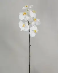 [4407] Phalaenopsis (Alternative 3)