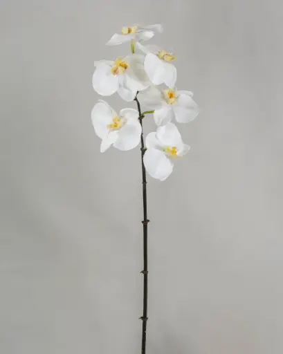 Phalaenopsis