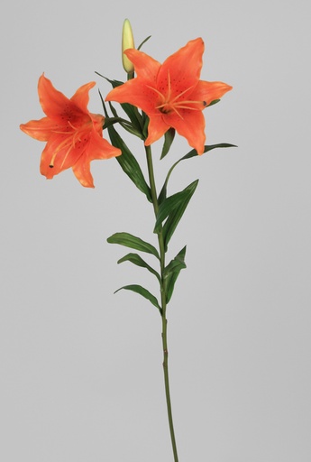 Lily