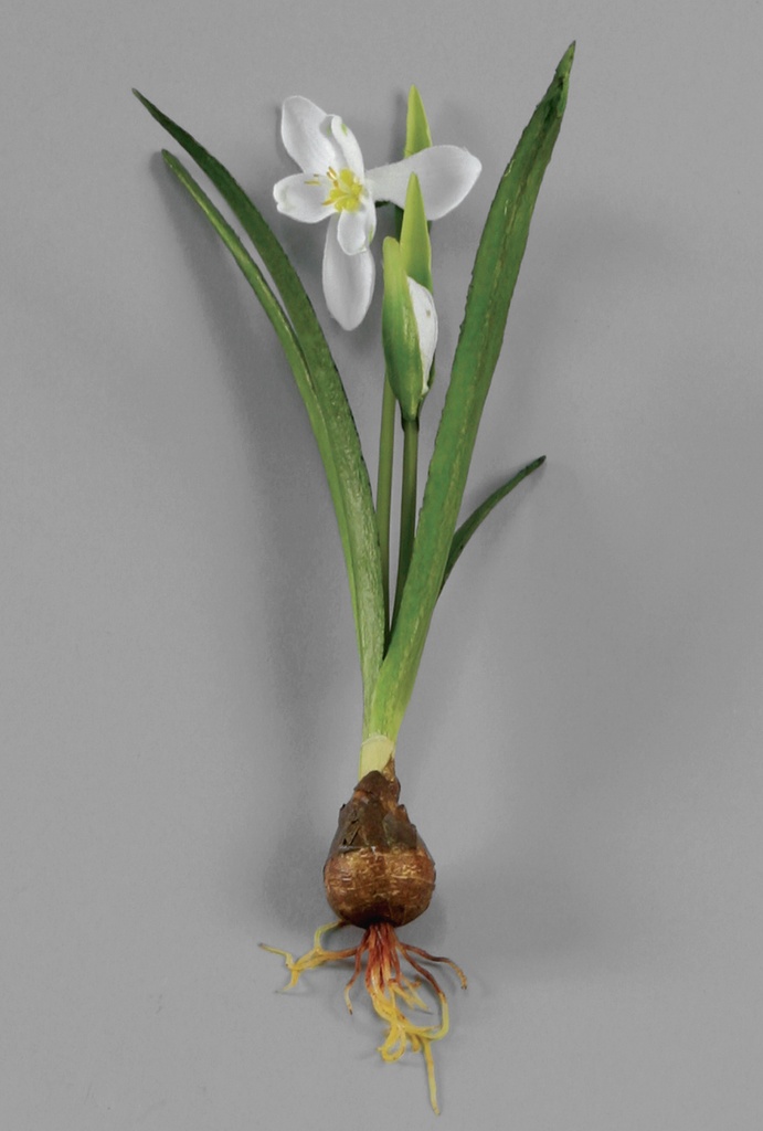 snowdrop 