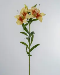 [9915] Lily (Alternative 2)