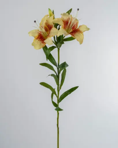 Lily