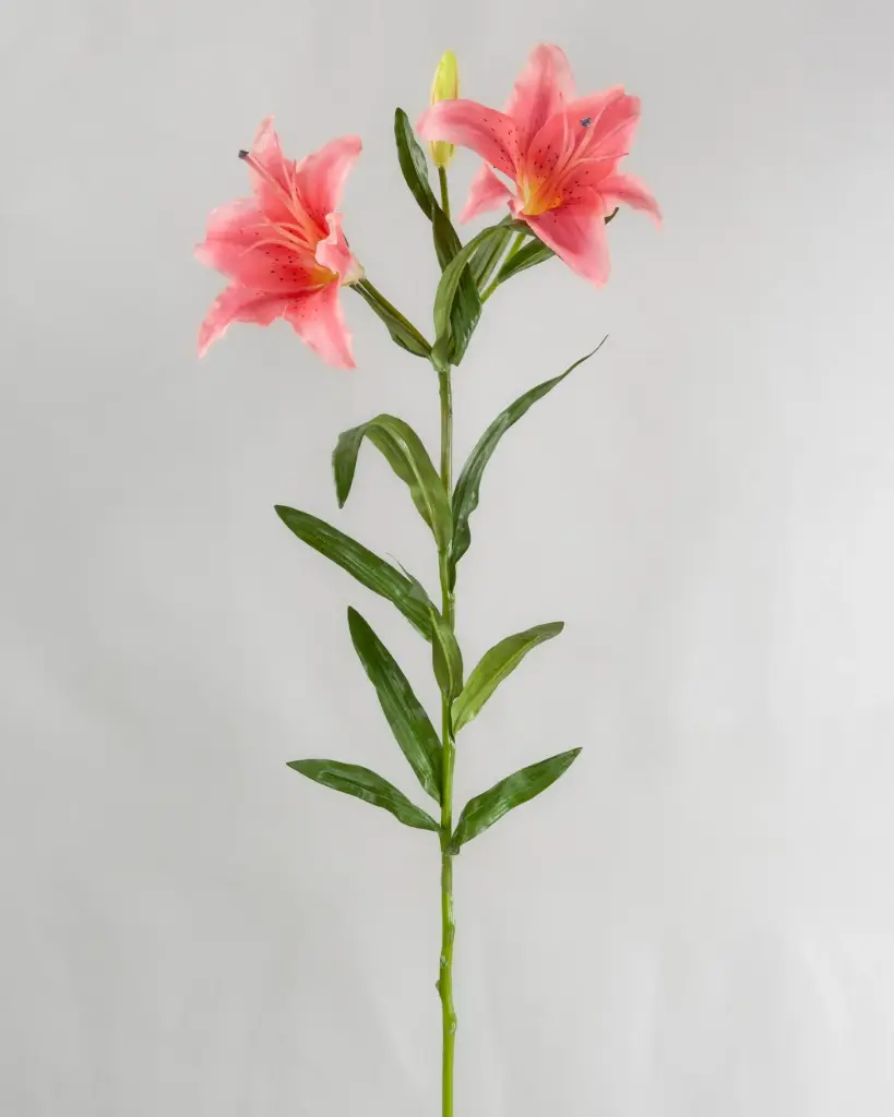 Lily