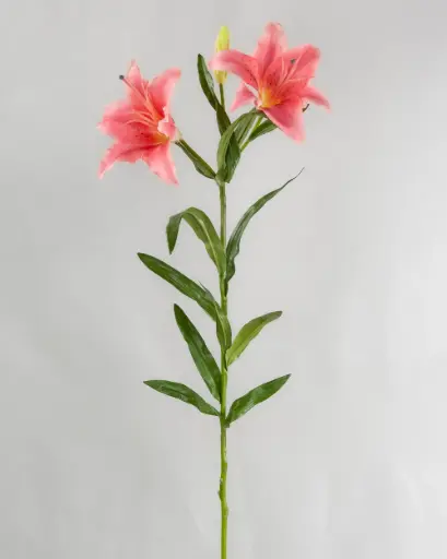 Lily