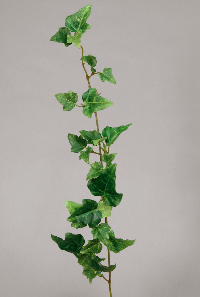 Ivy vine 
