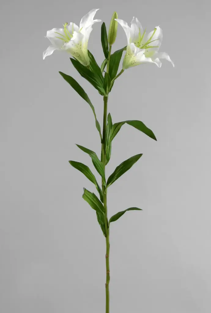 Lily