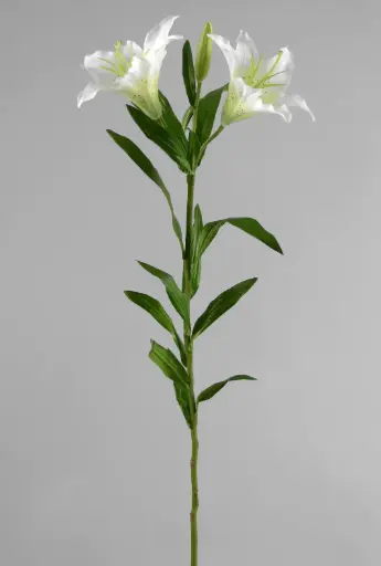 Lily