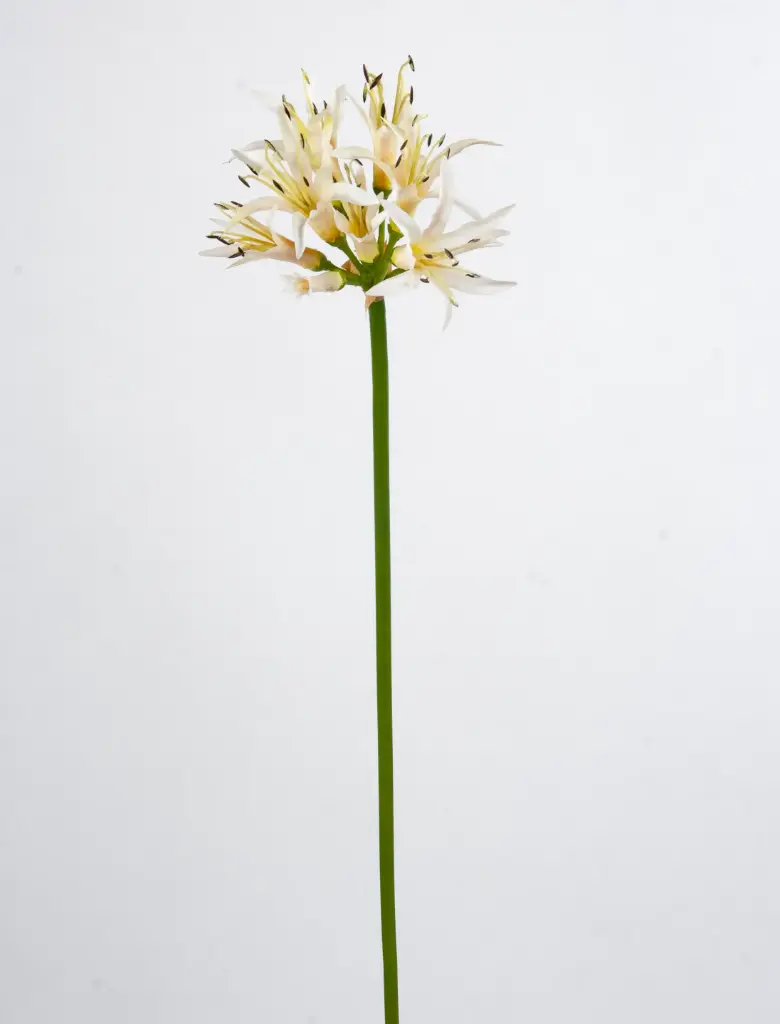 Golden Needle 