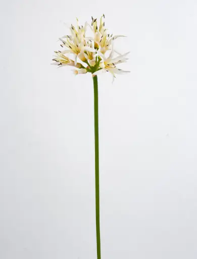 Golden Needle 