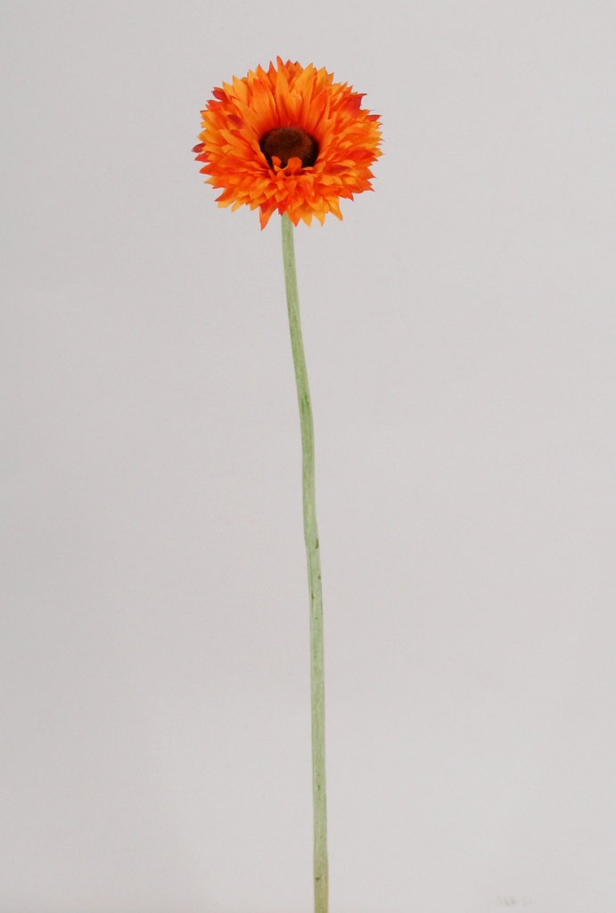 gerbera