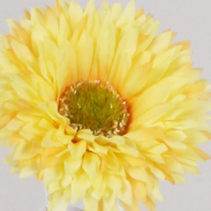 gerbera