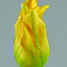 [9725-1] Tulip lily flowered 